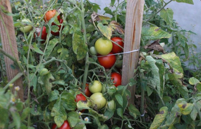 Arbusto de tomate afectado por el tizón tardío
