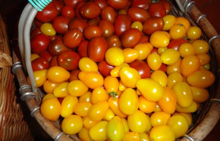 Tomaten-Honig-Tropfen