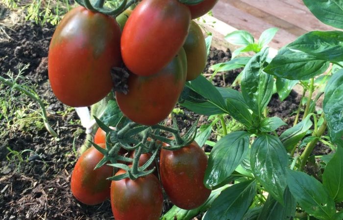 Tomaten Schwarzmoor