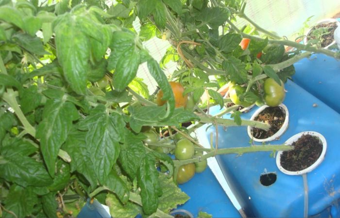 Green tomato bushes in hydroponics