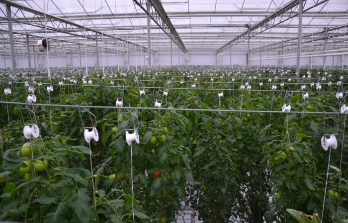 seedlings in hydroponics