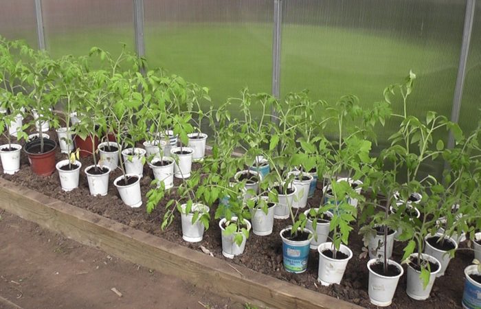 Seedlings a cikin tukwane