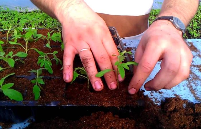 Planting seedlings in the soil