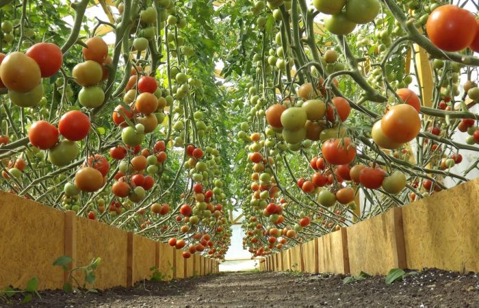 Tomatoes growing above the ground
