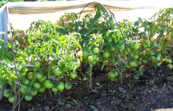 Gröna tomater