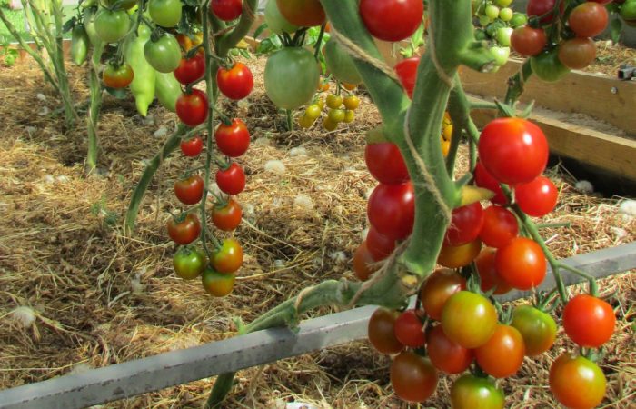Punaisia ​​ja vihreitä tomaatteja