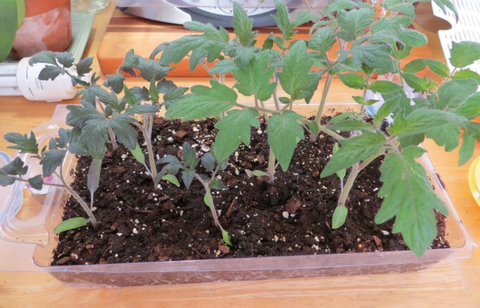 Treatment of seedlings with potassium