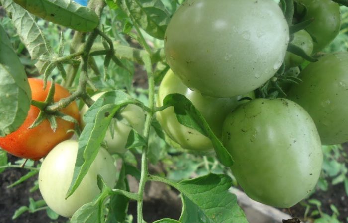 Gröna tomater King tidigt