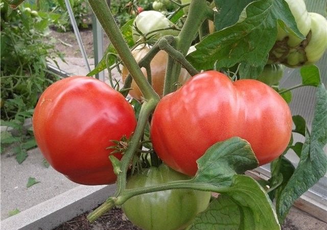 Useita varhaisia ​​tomaattikuningas