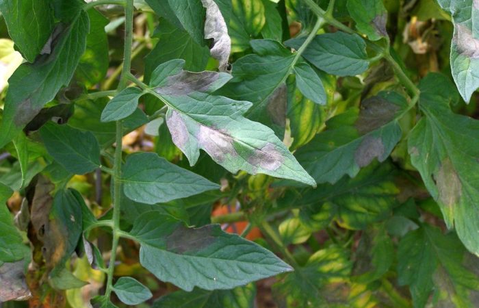 Alternariosis on tomato leaves
