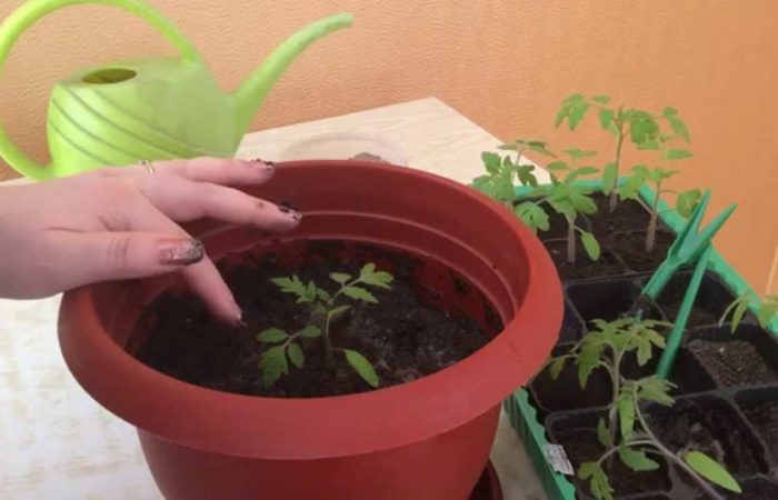 Transplanting seedlings from one container to another