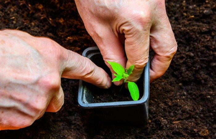 Plantar plántulas en un recipiente pequeño.