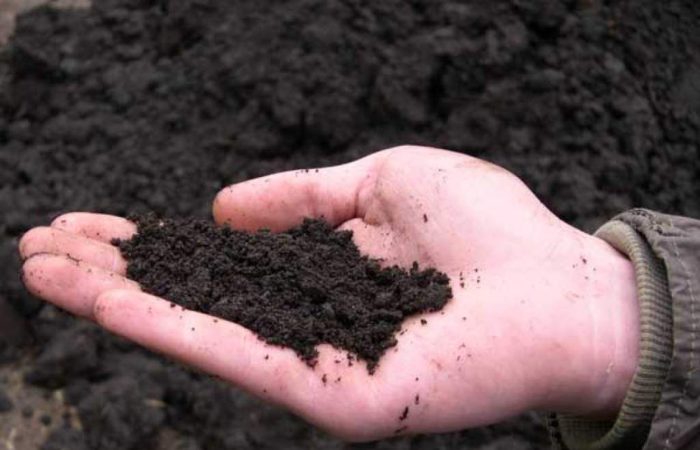 Peat soil in hand