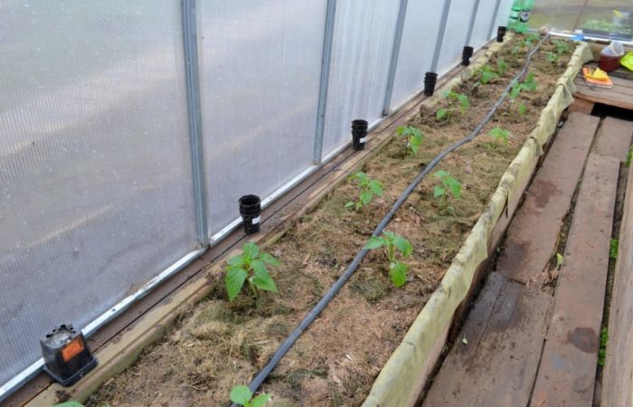 Plantación paralela de tomates.