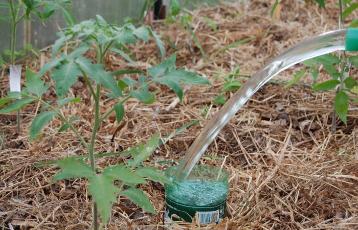 Menyiram anak benih tomato di rumah hijau
