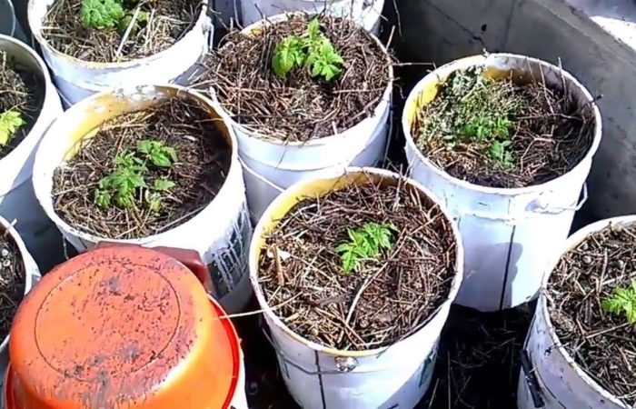 Tomato seedlings in plastic buckets