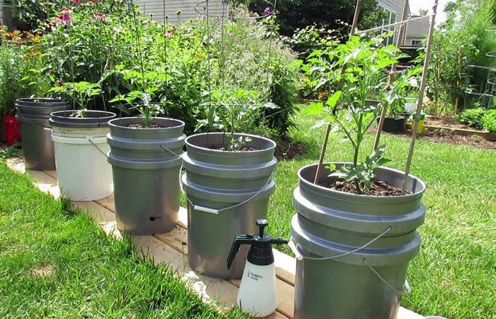 Tomato seedlings planted in buckets