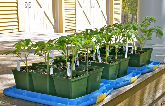 Tomato seedlings in green pots