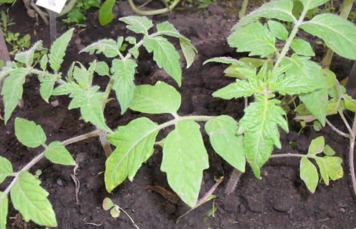 Tumatir seedlings a cikin ƙasa