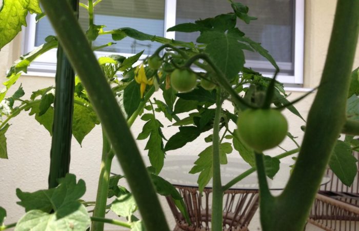 Tomater med få stjälkar