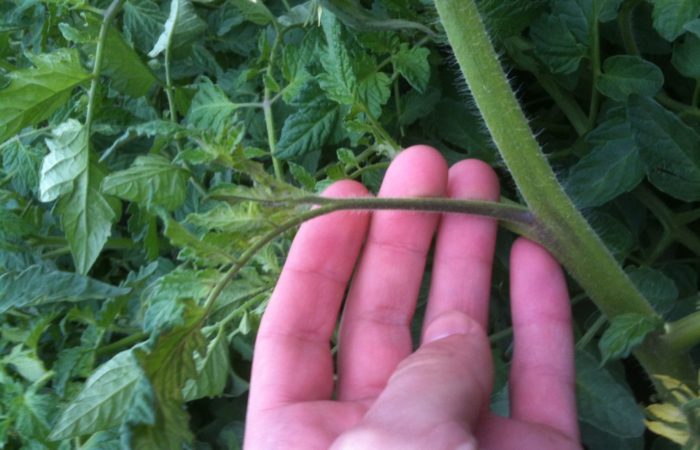 Stems for pinching