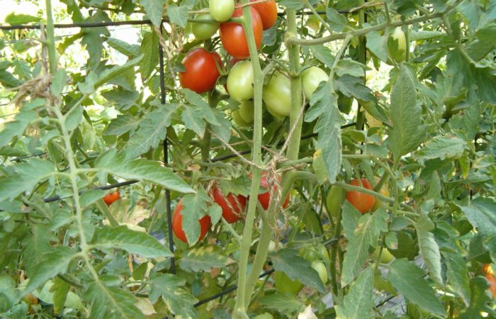Tied tomato bushes