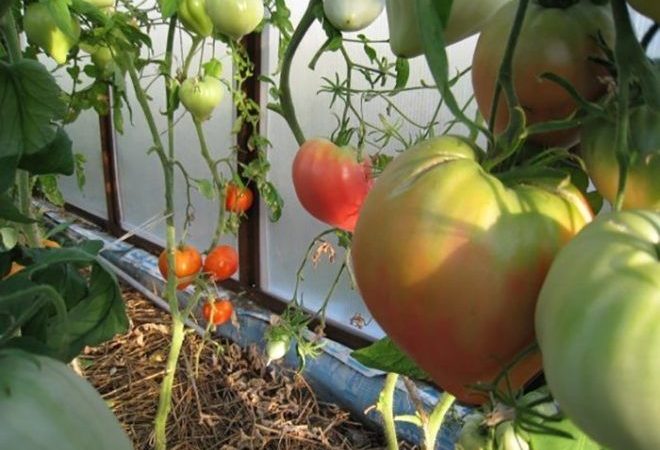 Tomates Pudovik en invernadero.
