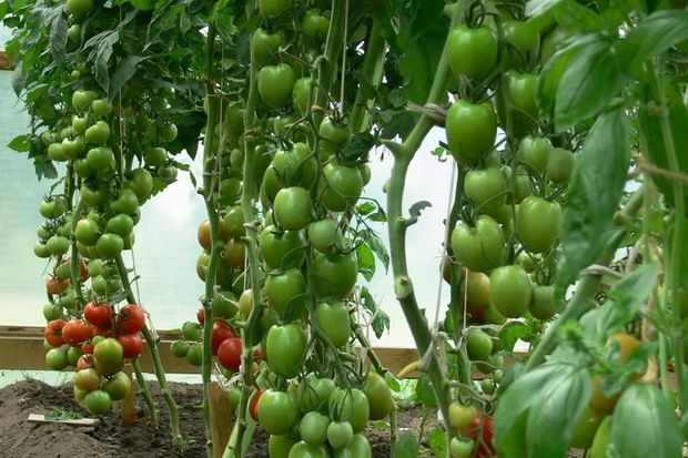 Grønt voksende Benito-tomater i et drivhus