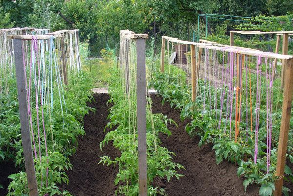 Shpalers para arbustos de tomate.