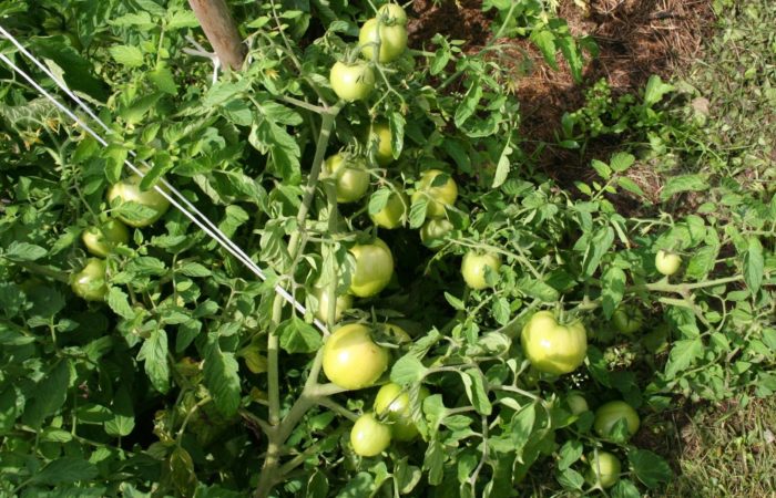 Gröna bundna tomater