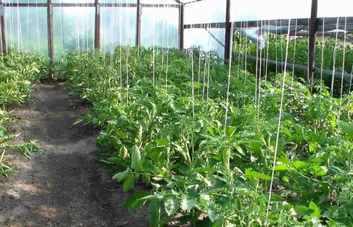 Buissons de tomates attachés en serre