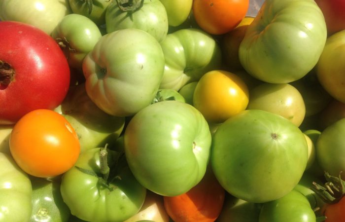 Høstet grøn tomatafgrøde