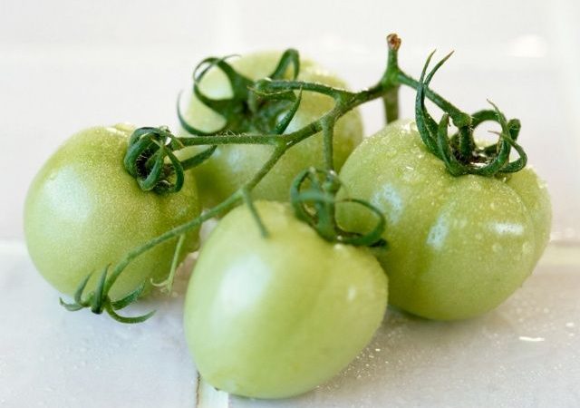 Four green tomatoes with a branch