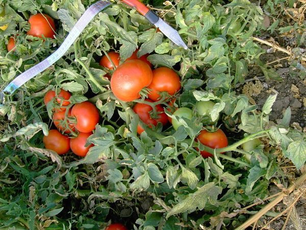 Growing tomato bushes Polbig