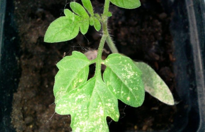 hojas de tomate blanqueadas