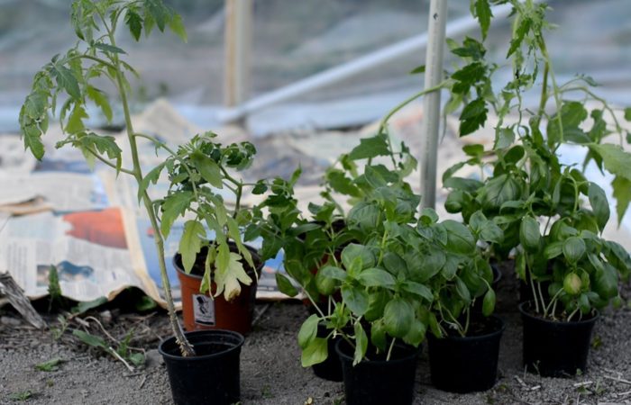 Tomato seedlings in pots