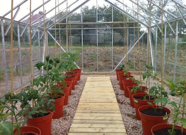 Växthus med tomater