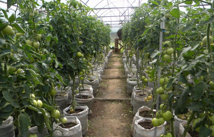 Coltivazione di pomodori in serra