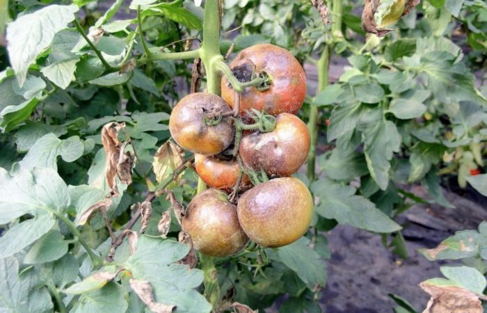 Mädäntyneitä tomaatteja oksilla