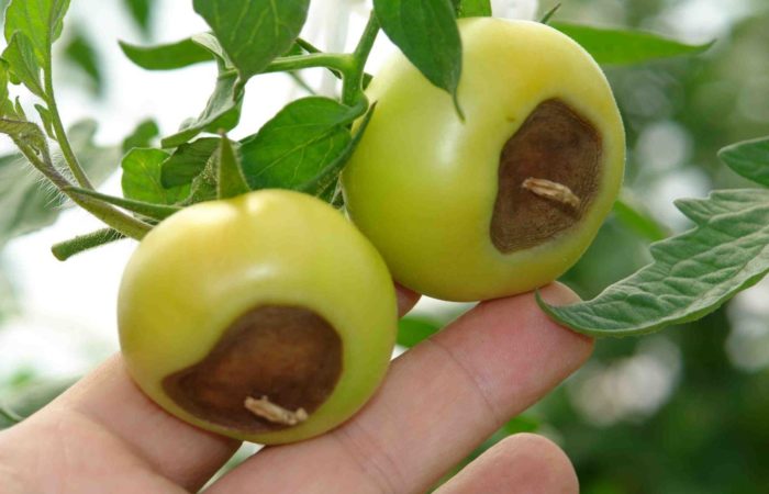 Two green tomatoes with blossom end rot