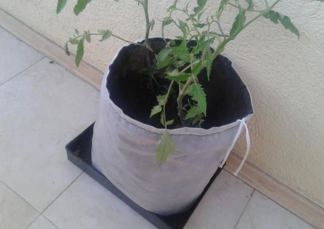 Un sac de plants de tomates