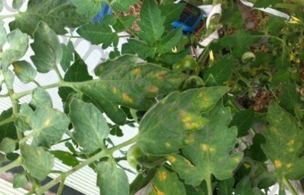 Infected tomato leaves