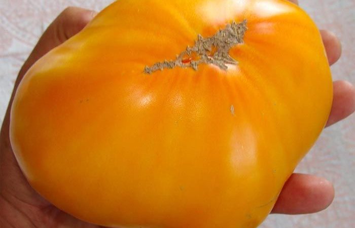 Large tomato variety King of Siberia