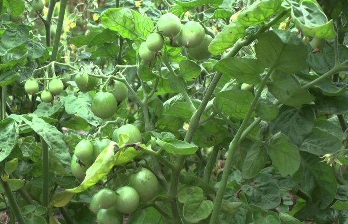 Gröna tomater i ett växthus