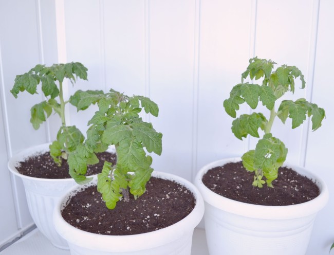 How to grow tomatoes on the balcony?
