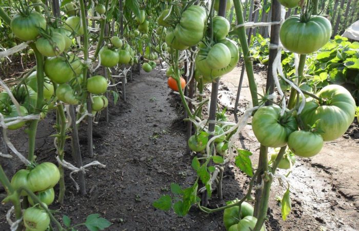 Groene tomaten met gebonden stengels