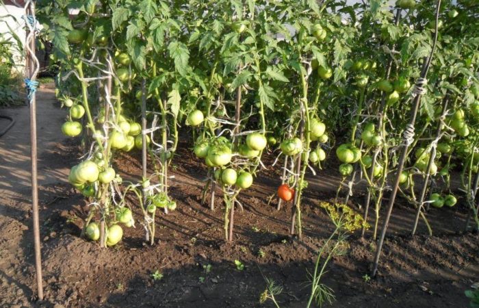 Bağlı domatesleri hasat edin