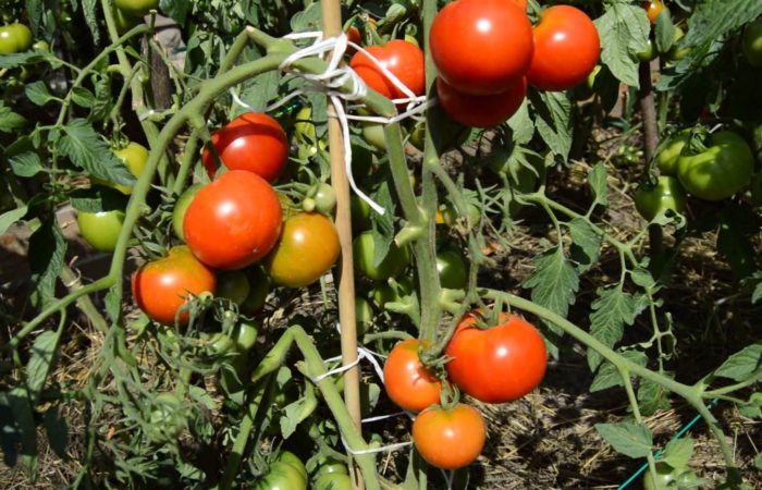 Tomaten op gebonden stengels