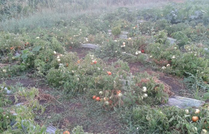 Camas de tomate en campo abierto.