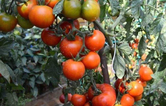 Andromeda tomater i ett växthus